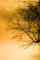 Low sun, mist and branches at dawn at Walden Pond State Reservation, Concord, Massachussets, USA