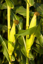 Maize {Zea mays} cobs growing on plants in corn field, Massachusetts, USA