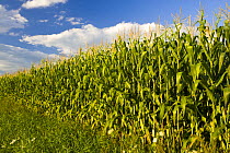 Maize {Zea mays} plants in corn field, Massachusetts, USA