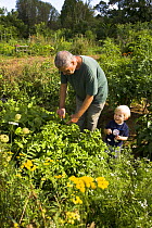 A man and his grandson gardening at a community garden in Gloucester, Massachusetts, USA. model released