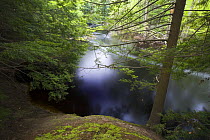 Hemlock trees on the banks of the Ipswich River, Julia Bird Reservation, Ipswich, Massachusetts, USA