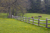 A split rail fence and tractor in field, Ipswich, Massachusetts USA