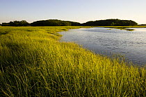 Early evening on the salt marsh in Plum Island Sound, Sawyer's Island, Rowley, Massachusetts, USA
