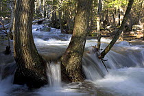 Jordan Stream after heavy rains in spring, Acadia National Park, Maine, USA