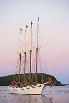 The four masted schooner "Margaret Todd" in Frenchman Bay with Mount Desert Island in the background, Bar Harbor, Maine, USA, sunset