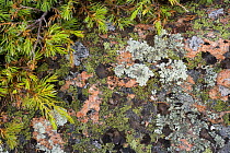 Bar Harbor Juniper and pink Cadillac Granite covered in lichens on Conners Nubble, Acadia National Park, Maine, USA