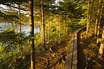 A wooden walkway through woodland, Acadia National Park, Maine, USA