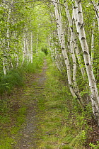 Paper birch trees {Betula papyrifera} on the Jessup Path, Acadia National Park, Maine, USA
