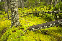 Fallen logs decay into the mossy forest floor in old spruce forest, Isle Au Haut, Acadia National Park, Maine, USA, The Duck Harbor Trail.