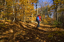 Woman hiking on an old woods road near Page Brook and Lake Winnipesauke, Meredith, New Hampshire, USA