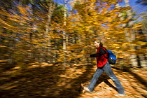 Woman hiking on an old woods road near Page Brook and Lake Winnipesauke, Meredith, New Hampshire, USA