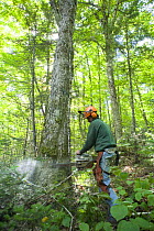 A logger cuts down a tree in a selective harvest. Dartmouth College forest - Second College Grant, New Hampshire, USA