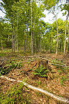 A hardwood forest after a selective harvest. This stand of trees was cut on a "diameter cut" basis in the 1960's. This 2005 harvest is a thinning operation with the goal of creating an uneven aged sta...