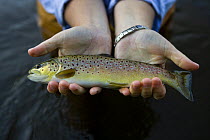 Brown trout {Salmo trutta} caught in the Connecticut River, Clarksville, New Hampshire, USA.