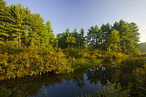 A beaver flowage on the Isinglass River in Strafford, New Hampshire, USA