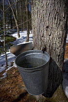 Sap buckets on trunk of Sugar maple tree {Acer saccharum} Barrington, New Hampshire, USA. The Sugar Shack, manufacture of maple syrup.