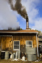 Wood smoke and steam pours out of the chimneys of a sugar house in Barrington, New Hampshire, USA. The Sugar Shack, manufacture of maple syrup.