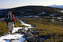 A backpacker on the Appalachian Trail on Mt. Guyot, The Twinway, White Mountains, New Hampshire, USA. Mt. Washington is in the distance. Early spring. Sunrise.
