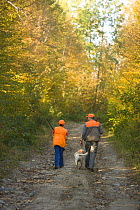 A father and son hunting grouse and woodcock in a private forest in Jefferson, New Hampshire, USA.