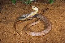 Eastern brown snake {Pseudonaja textilis} female in pre-strike posture, responsible for most fatal snake bites in Australia, Bundaberg, Queensland, Australia