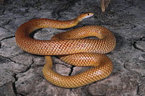 Speckled brown snake {Pseudonaja guttatus} male alert for danger while basking, if threatened it will retire into deep soil cracks, Comooweal, Queensland, Australia