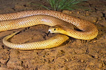 Speckled brown snake {Pseudonaja guttatus} male with tongue flicking in response to danger, Barkly Tableland, Northern Territory, Australia