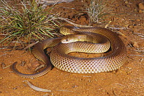 King brown snake {Pseudechis australis} female with tongue flickering in response to threat, Westmar, Queensland, Australia