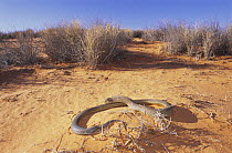 King brown snake {Pseudechis australis} male fans out in threat display after sensing danger while basking on desert dune, Leigh Creek, Southern Australia