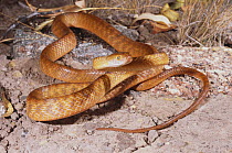 Brown tree snake {Boiga irregularis} male in pre-strike posture, Mackay, Queensland, Australia