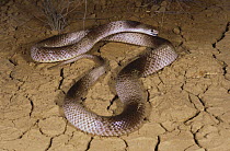 Speckled brown snake {Pseudonaja guttatus} male banded phase gapes and flattens its hood in threat display, Barkly Tableland, Northern Territory, Australia
