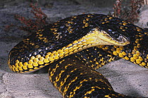 Western tiger snake {Notechis scutatus occidentalis} extending its hood and flattening its body to expose bands of colour, Perth, Western Australia