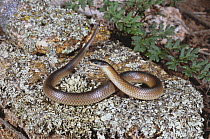 Mitchell's short tailed snake {Parasuta nigriceps} female, a secretive nocturnal venomous species, Wedderburn, Victoria, Australia