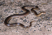 Carpentaria snake {Cryptophis boschmai} female, a nocturnal frog-eating species, Alpha, Queensland, Australia