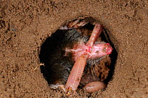 European Mole (Talpa europaea) catching worm in its subterranean burrow, captive, Germany