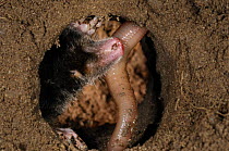 European Mole (Talpa europaea) catching worm in its subterranean burrow, Germany. Live, captive animal.