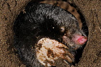 European Mole (Talpa europaea) in its subterranean burrow, Germany. Live, Captive animal.
