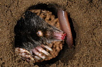 European Mole (Talpa europaea) catching worm in its subterranean burrow, Germany. Live, Captive animal.
