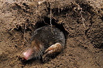 European Mole (Talpa europaea) emerging from its subterranean burrow, Germany. Live, captive animal.