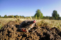 European Mole (Talpa europaea) emerging from its molehill, Germany. Live, captive animal.