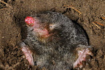 European Mole (Talpa europaea) in its subterranean burrow, Germany. Live, captive animal.
