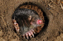 European Mole (Talpa europaea) in its subterranean burrow. Germany. Live, captive animal.