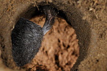 Tail of European Mole (Talpa europaea) in its subterranean burrow, Germany. Live, captive animal.