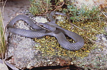 White lipped snake {Drysdalia coronoides} male, a small diurnal venomous species, Hobart, Tasmania, Australia