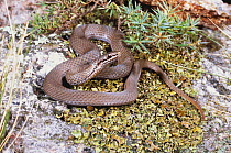 White lipped snake {Drysdalia coronoides} female, a small diurnal venomous species, Hobart, Tasmania, Australia