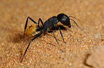 Namib desert dune ant (Camponotus detritus) Namibia