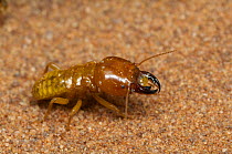 Harvester termite (Hodotermes mossambicus) Namib desert, Namibia