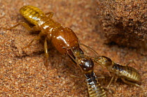 Harvester termite {Hodotermes mossambicus} with worker termites, Namib Desert, Namibia