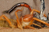 Camel spider / Wind scorpion {Solifugae} preying on dragonfly, Namib Desert, Namibia