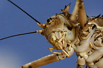 Close up of mouthparts of Armoured Cricket (Hetrodes pupus) Namib desert, Namibia