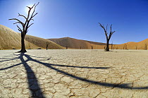 5000 year old tree stumps in Deadvlei dried up salt pan, with red Sossusvlei sand dunes rising in the background, Sossusvlei, Namib Desert, Namibia
